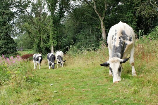Belgian Blue heifers conservation grazing on Chorleywood Common, Hertfordshire