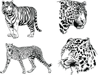 vector drawings sketches different predator , tigers lions cheetahs and leopards are drawn in ink by hand , objects with no background