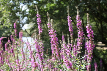 Obraz premium Purple wild flowers in a wood
