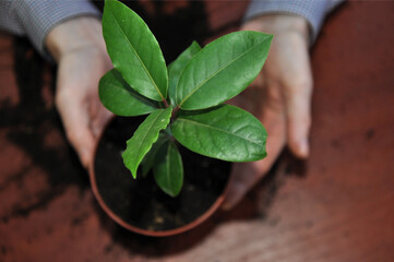 flowerpot in a hands. Home gardening or eco hobby concept. Do it yourself