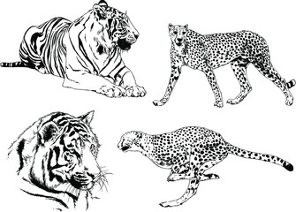 vector drawings sketches different predator , tigers lions cheetahs and leopards are drawn in ink by hand , objects with no background