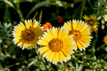 Coastal Tidy Tips (Layia platyglossa) in garden, Central Russia