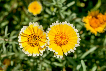 Coastal Tidy Tips (Layia platyglossa) in garden, Central Russia