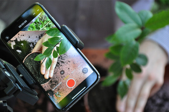Photographing and filming on a mobile smartphone, transplanting a houseplant into a new pot. Bay leaf. Man's hands. Master Class. Online training.  Video tutorial. Home gardening.