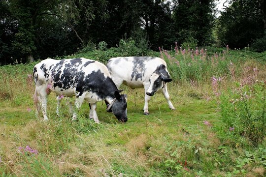Belgian Blue heifers conservation grazing on Chorleywood Common, Hertfordshire