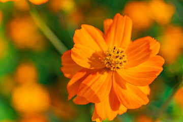 オレンジの花のアップ