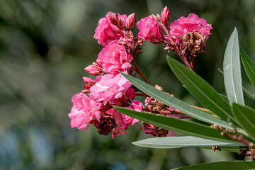 Oleander (Nerium oleander) in park, Montevideo, Uruguay