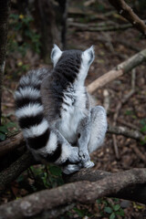 ring lemur