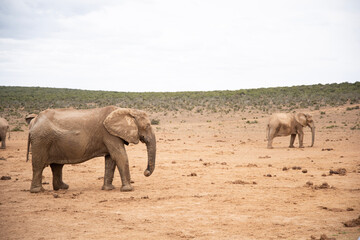 Fototapeta premium elephants in the wild
