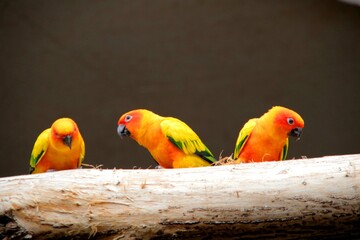 three parrots on a tree