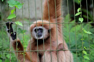 gibbon in the zoo