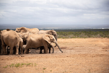 Obraz premium elephants in the savannah