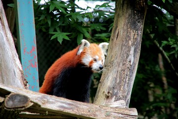 Obraz premium red panda in tree