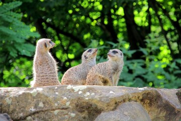 Fototapeta premium meerkat on a rock