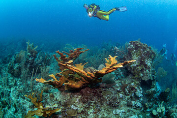 Reef Scuba Diving in Belize