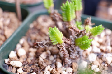 多肉植物　クラッスラ