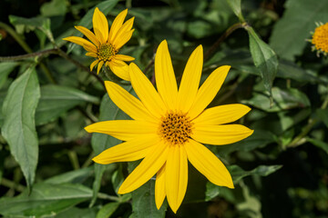 Jerusalem Artichoke (Helianthus tuberosus) in garden, Moscow region, Russia