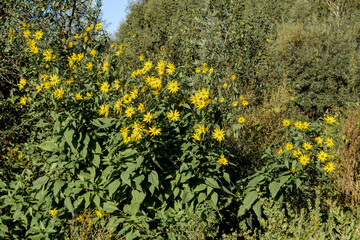 Jerusalem Artichoke (Helianthus tuberosus) in garden, Moscow region, Russia