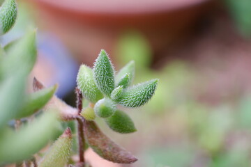 多肉植物　クラッスラ
