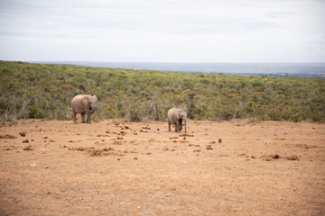 herd of sheep