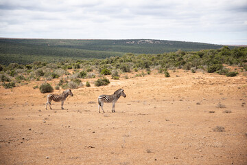 giraffe in the savannah