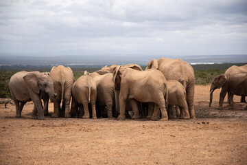 elephants in the savannah