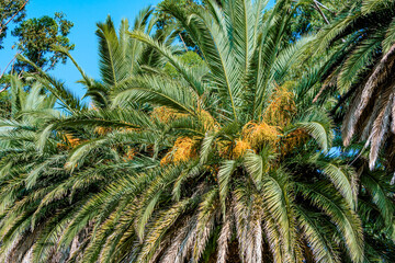 Canary Island Date Palm (Phoenix canariensis) in park, Montevideo, Uruguay
