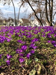 a lot of bright purple crocuses on the ground in the park  on a sunny day