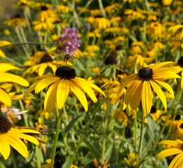 yellow echinacea and the bee on the flower