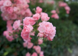 climbing pink rose in the garden