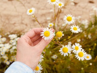 white field daisies in hand