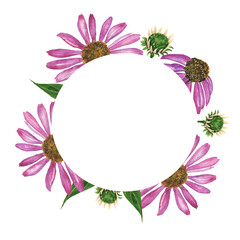 Echinacea pink flower in circle frame isolated on white background. Watercolor hand drawing illustration. Medical plant herbal design.