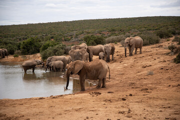 Fototapeta na wymiar elephants in the water