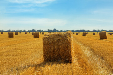 Fototapeta na wymiar Beautiful view of agricultural field with hay bales