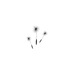 three dandelion flower seeds. Big bloom with big shabby petals. Isolated on white.