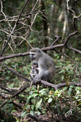 Naklejka na ściany i meble japanese macaque on a tree