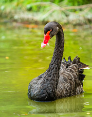 Black swan - a species of large bird from the subfamily of geese in the family ducklings