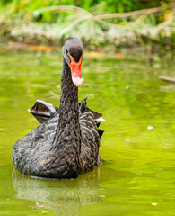 Black swan - a species of large bird from the subfamily of geese in the family ducklings.