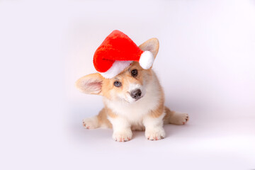 dog puppy corgi with santa hat isoleted on white background