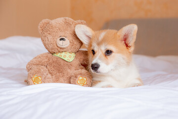 a welsh corgi puppy is lying on the bed