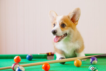 corgi puppy on the table for playing billiards