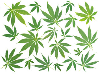 Obraz na płótnie Canvas Cannabis leaf composition isolated on white background