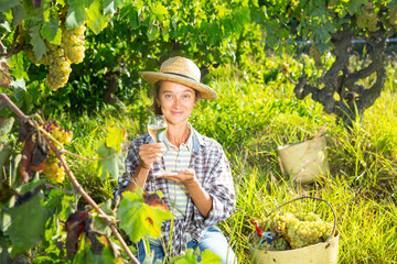Naklejka na ściany i meble Woman proffesional winemaker with white wine near basket of grapes in sunny garden