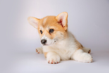 a corgi puppy is isolated on a white background