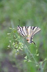 Scarce swallowtail butterfly on green background