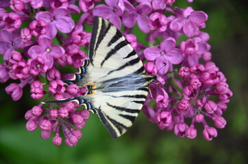 Scarce swallowtail butterfly on purle Lilac