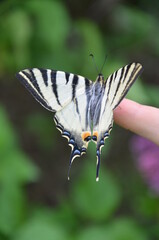 Scarce swallowtail butterfly on my finger