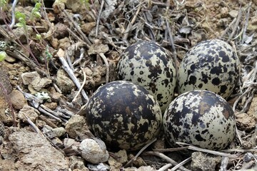 Naklejka na ściany i meble Fresh Nest of Quail's Eggs, Wyoming, USA