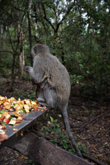 kangaroo in the zoo