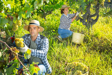 Naklejka na ściany i meble Young confident male farmer harvesting ripe bunches of white grapes in sunny vineyard